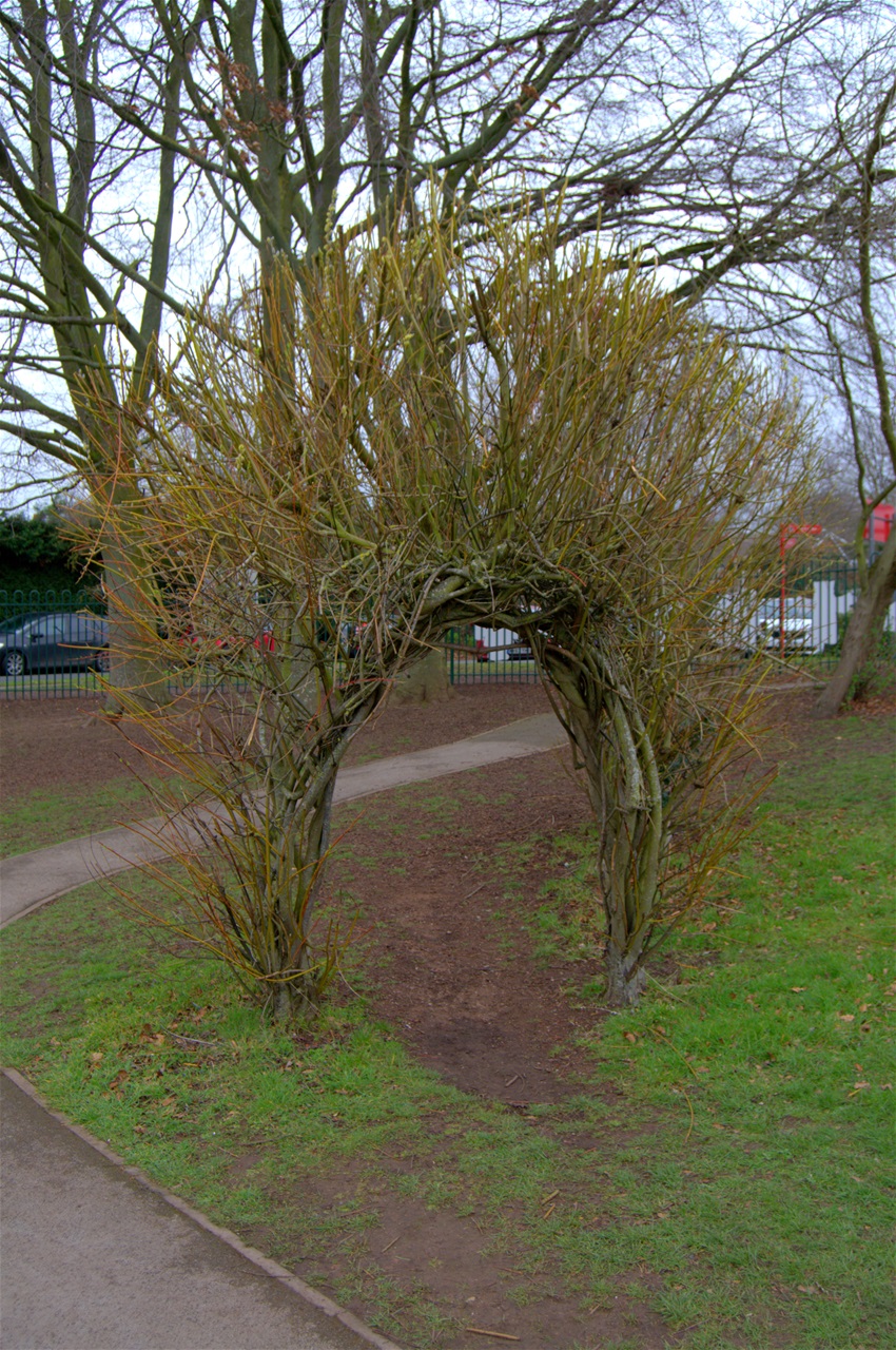 Willow tunnels constructed by the children