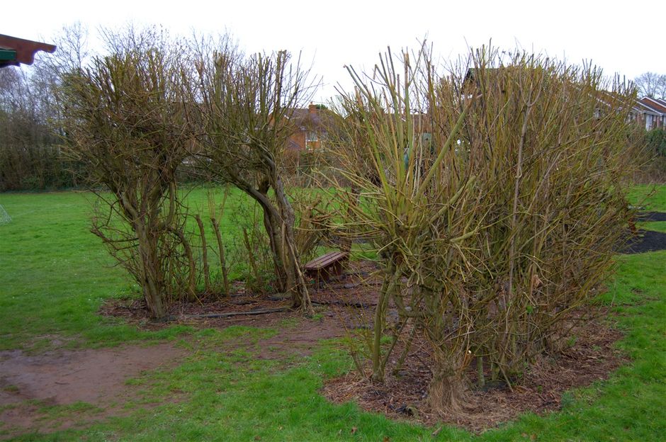 Willow tunnels constructed by the children